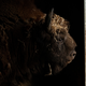 A European Bison looks out of its enclosure at the Wildwood Trust in Kent, England.
